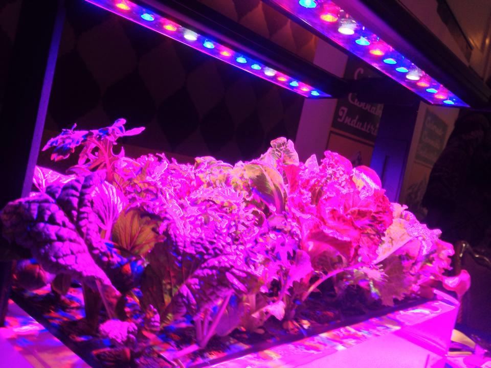 Can I use normal led lights to grow plants indoors?